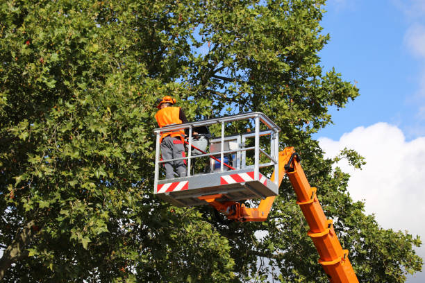 Best Tree and Shrub Care  in Decatur, GA