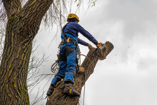 Best Emergency Tree Removal  in Decatur, GA