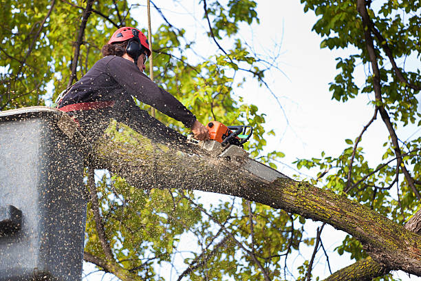 Best Leaf Removal  in Decatur, GA