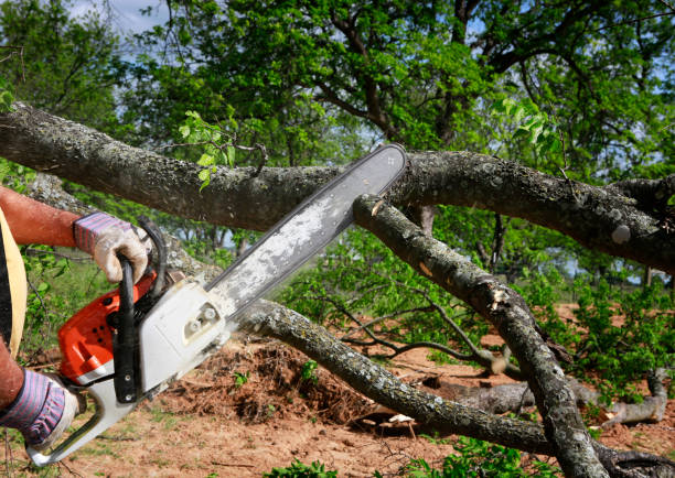 Best Fruit Tree Pruning  in Decatur, GA