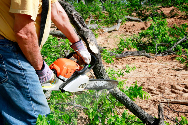 Best Tree Preservation Services  in Decatur, GA